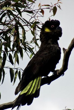 <strong>Black cockatoo by Mick Marr</strong><p>Fantastic to see flocks of these majestic yellow-tailed black cockatoos drop into our garden regularly. They are noisy and a little harsh on the allocasuarinas, but we feel privileged to have their company especially during lockdown!</p>