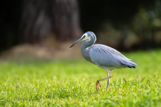 <strong>White-faced heron on a hunt by Cara Devey</strong>