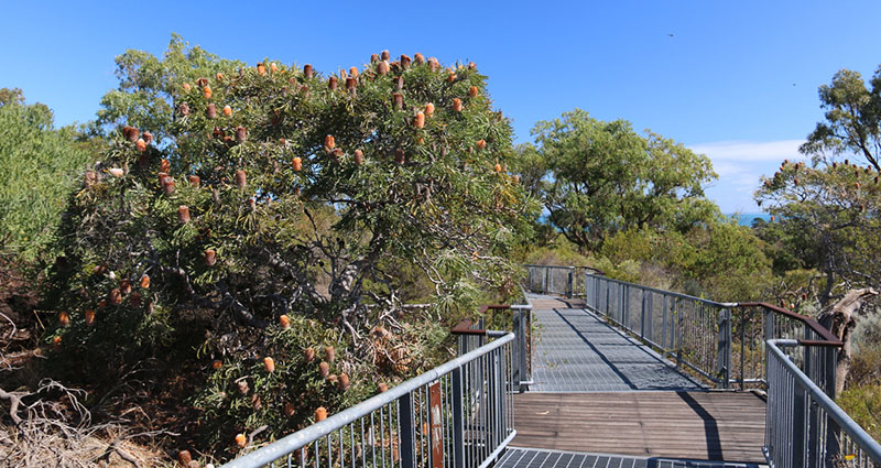 walking platform through bushland