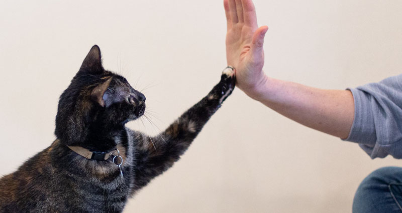 Cat giving a high five