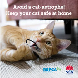 keep cat safe at home