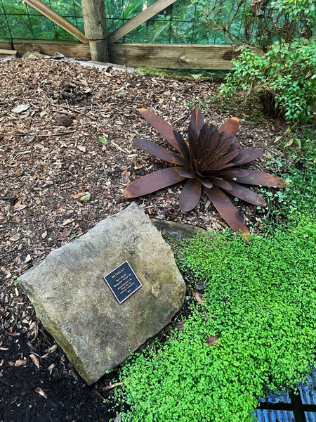 Lisgar waterlilly