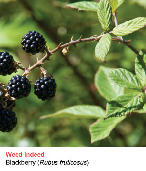 blackberry