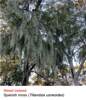 Spanish moss