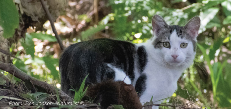 black and white cat sitting on branches and leaves