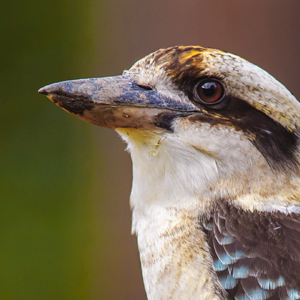 Kookaburra