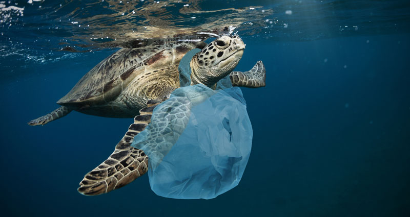 Plastic Free July Thumbnail
