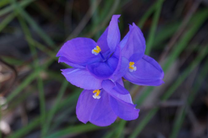 <strong>Triple headed Purple Flag - David-Hooper</strong><p> On Armistice Day Centenary, 11 November 2018, six triple-headed three petal blooms burst forth at first light. And by dusk during The Last Post, ashes to ashes dust to dust, the blooms waved for the last time, shrivelled up and were gone. David</p>