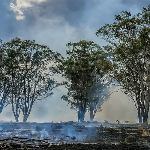 burnt landscape