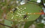 <strong>© Helen Smith – Breakfast at Oxley Reserve</strong><br>There is so much happening on this one young eucalypt leaf! Psyllid nymphs (aka lerps) are providing a sugary breakfast for a fly and a Polyrachis Yellow-tailed ant. One nymph, almost naked, is making a new protective shell, and a batch of psyllid eggs will go on to provide breakfast for the ants and flies of the future.