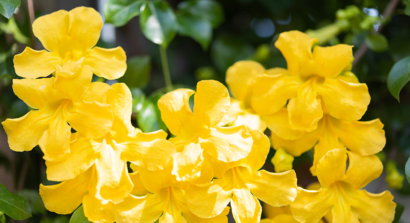 cats claw creeper
