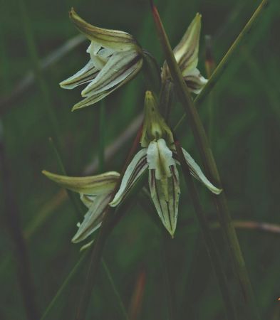 <strong>Prasophyllum striatum – Streaked leak orchid by Jenny Heller 2021</strong><p>Streaked leek orchid – <em>Prasophyllum striatum</em>, I can’t really explain why I’m drawn to the orchid family, it has become something of an obsession to photograph as many as I can find. It is delightful to find another species unexpectedly in a boggy culvert in early autumn, most people would walk straight past this tiny gem not noticing its subtle beauty. I am constantly amazed by the forms that our ground orchids take and how seemingly random their appearance can be.</p>