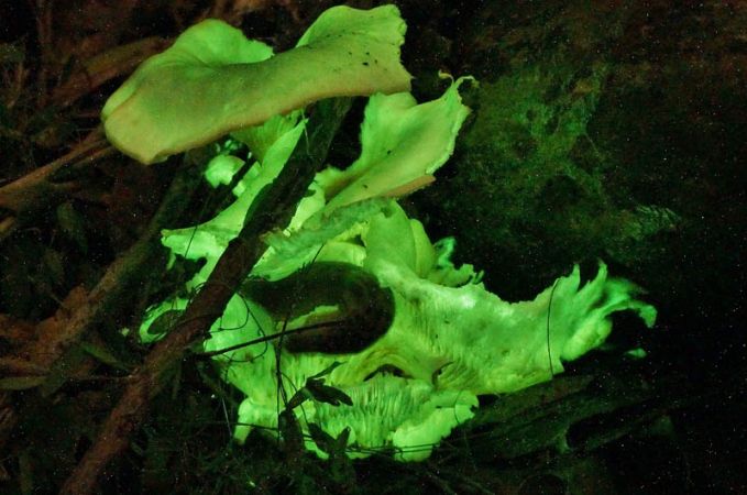 <strong>Bioluminescent Mushrooms by David Hooper</strong>