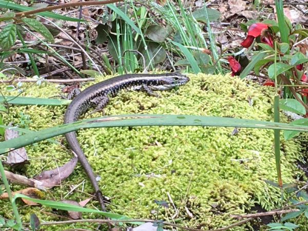 <strong>Water skink and kennedia 2 by Eve Kavanagh</strong>