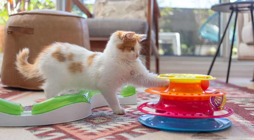 ginger cat playing with cat toys