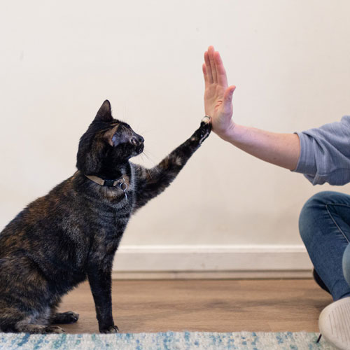 cat high-five