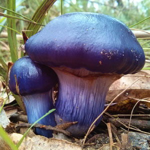 Cortinarius archeri - purple partners by Nicole Vella 2015