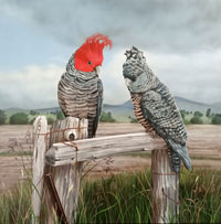 Renee Sanson, Approaching Storm, Gang Gang Cockatoos, acrylic on linen