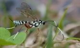 Parasitic wasp on my lawn by Marie Kobler