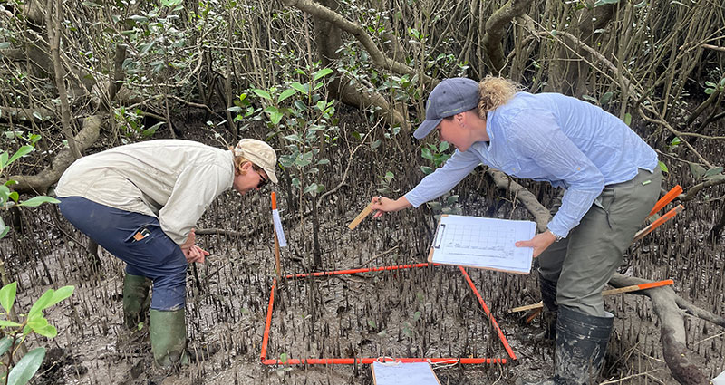 2 people at mangroves looking downward, carrying clipboards