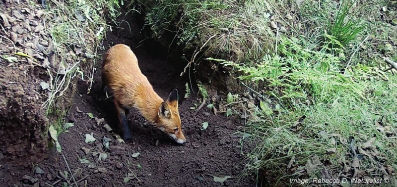 fox