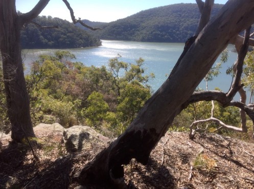 river in background with mangroves