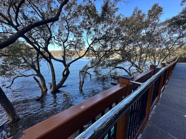 Kangaroo Point Boardwalk through the mangroves