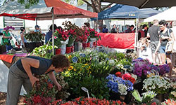 Hornsby Shire markets