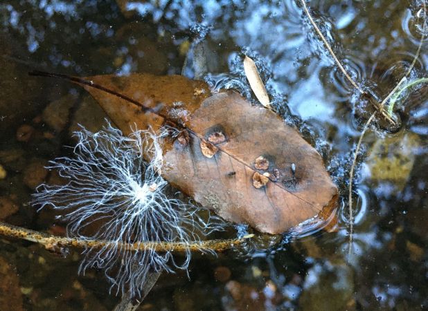 <strong>© Sue Patterson – Surface Tension Byles Creek</strong><br>I’m always fascinated by tiny details in nature & it was the surface tension of this leaf that grabbed my attention for this photo. Especially the concentric circles around the leaves and twigs as they meet the water and the contrast between the leaf above and below the water surface. And then there’s the ethereal white plant material that floats above the surface, too light to break the surface at all.
