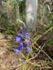 <strong>© Verena Burkhardt – Spotted Sun Orchids after back burning</strong><br>A brave survivor of the destructive element fire.