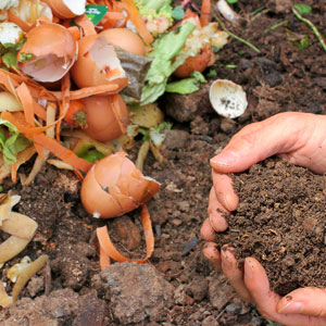 compost scraps