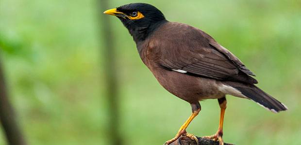 Indian Mynah