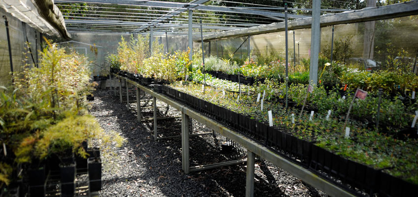 native plants tube stock