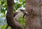 <strong>Nature is cruel (Kookaburra vs Spinebill) by Danny Burkhardt</strong>