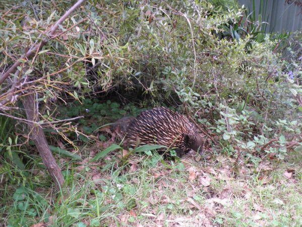 <strong>My echidna visiting by Rae Rosten</strong>