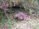 <strong>An echidna visits my garden by Rae Rosten</strong>