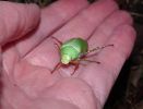 <strong>Beauty in hand - the first Xylonichus of the season by Helen Smith</strong>