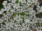 <strong>Top View and Close-up (Conospermum longifolium) by Danny Burkhardt</strong>