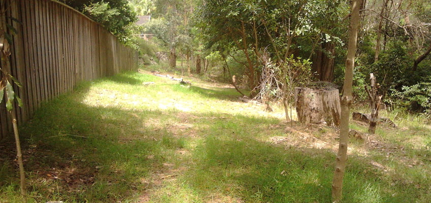 bush running along boundary fence