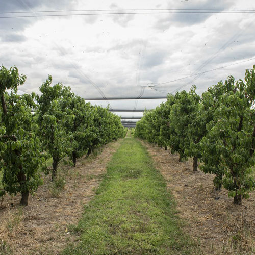 Canoelands Orchard