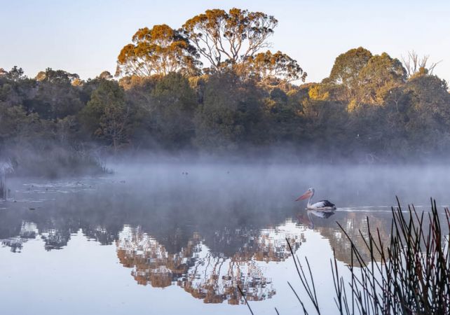 Pelican in the Mist, Fagan Park by Marie Kobler