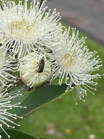 Angophora hispida with fly by Andrew Hordern