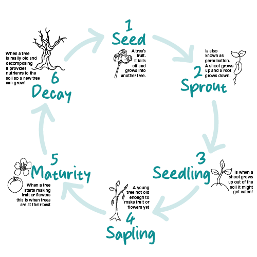Tree life cycle diagram