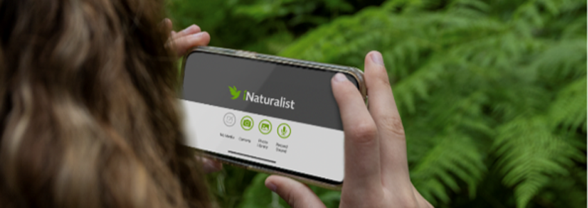 inaturalist - image credit: M.Alexsandrowicz