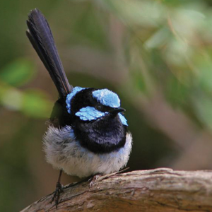 blue wren
