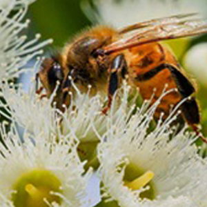 Bee on native plant