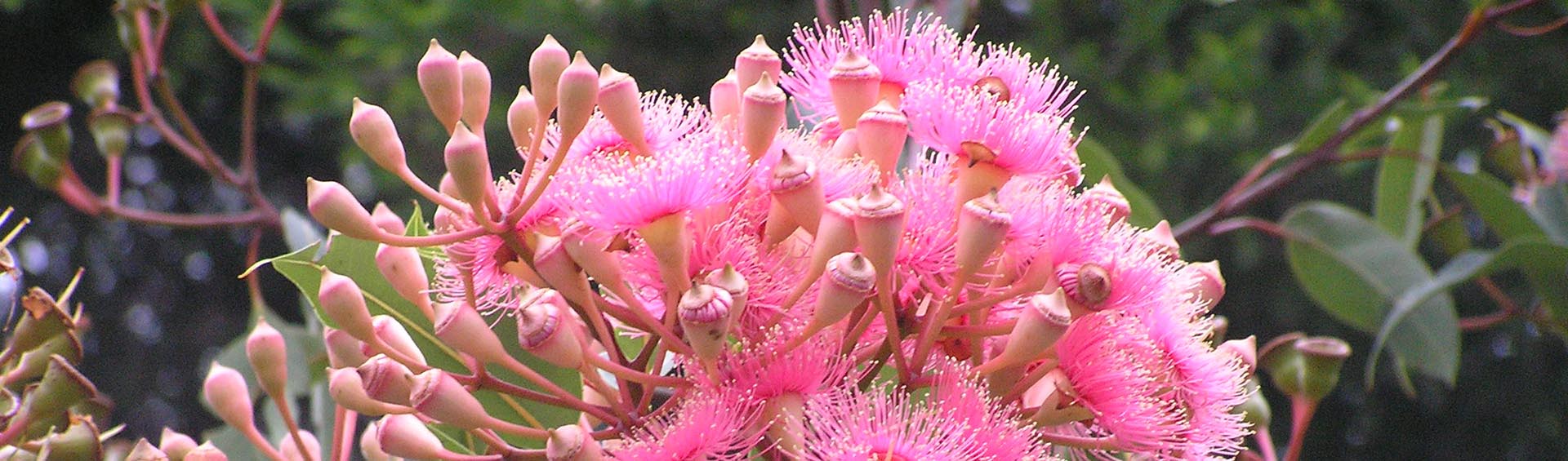 flora-fauna.jpg