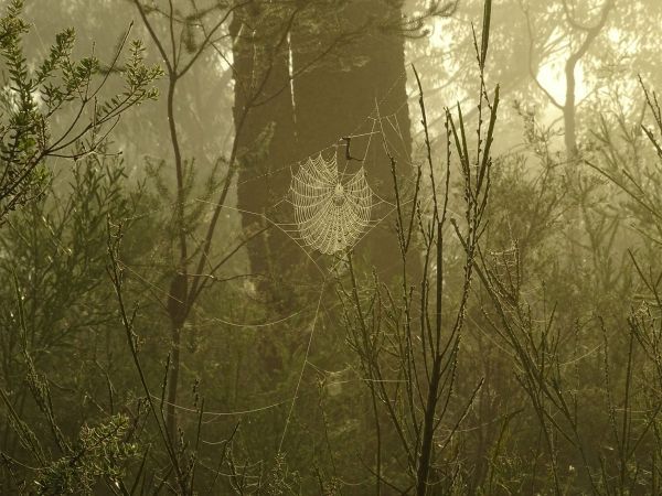 <strong>Equal First © Helen Smith – Misty Morning</strong><br>Taken on Beryl Fire Trail in Mt Colah in July 2020. The low light, soft colours and sparkling spider webs made it a magic scene. This image became my most relaxing computer background during this strange year.