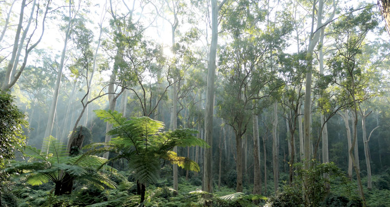 Blue Gum High Forest