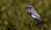 <strong>Black-bellied cuckoo shrike, Fagan Park by Marie Kobler</strong>